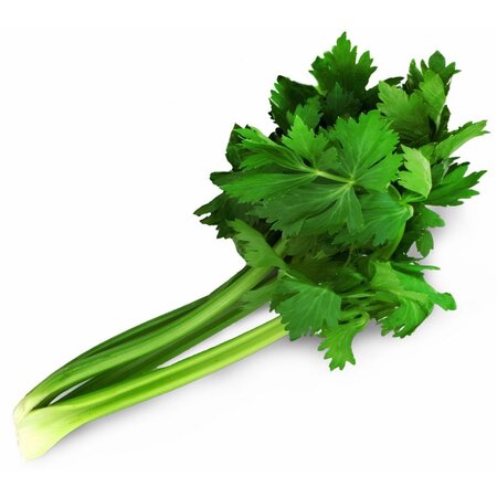 Celeri Branch Bio Ruban Fr