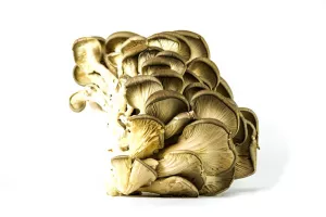 CHAMPIGNON PLEUROTE DU PANICAUT FRANCE