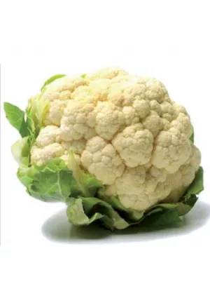 CHOU-FLEUR BLANC 8 P. PROVENCE CONVERSION